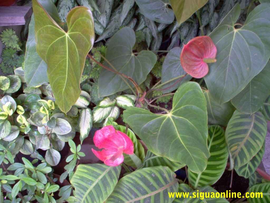 Foto de Siguatepeque, Honduras