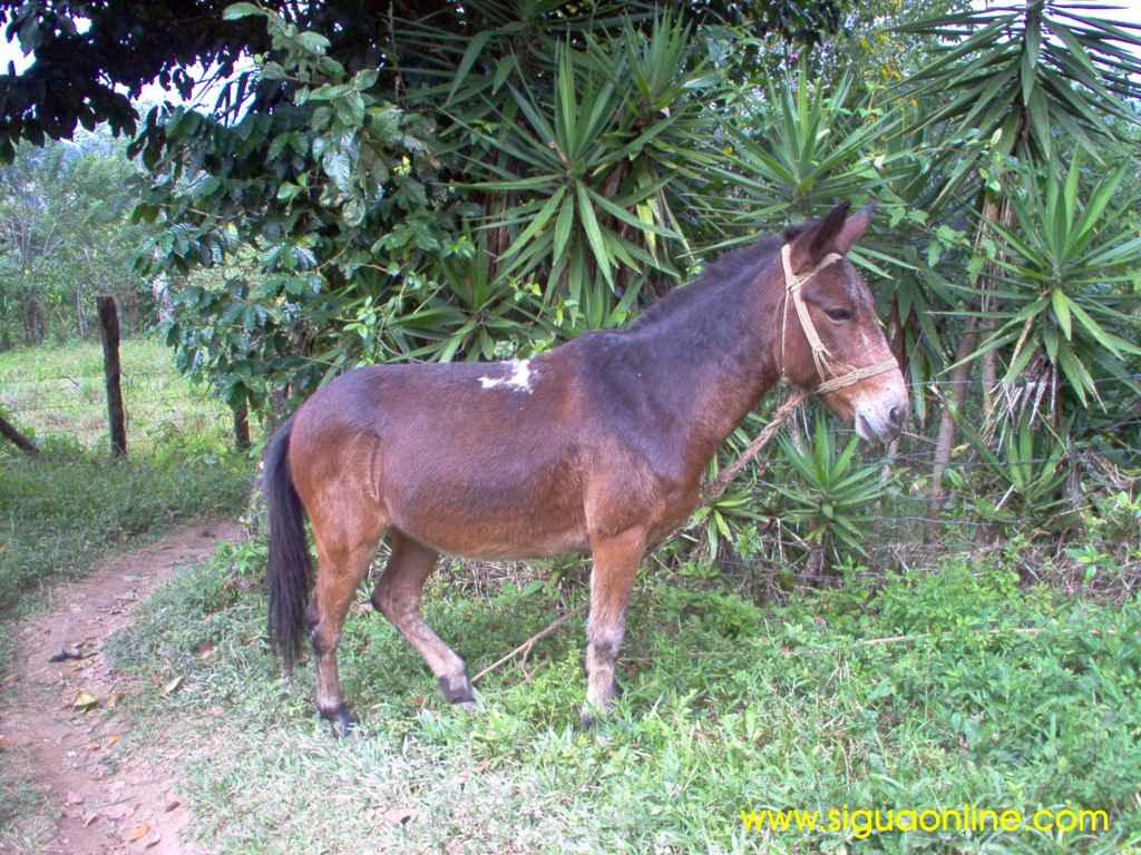 Foto de Meambar, Honduras