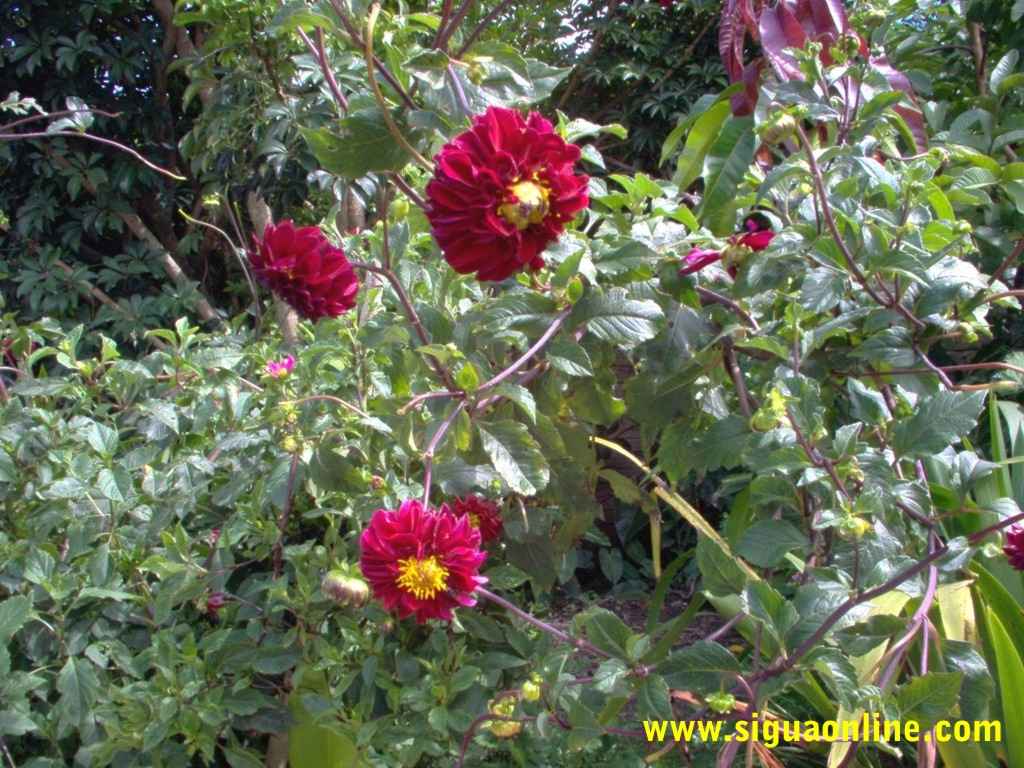 Foto de Siguatepeque, Honduras