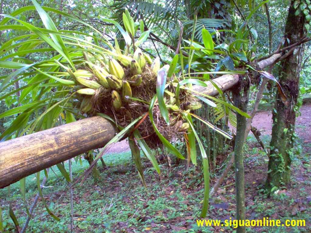Foto de Meambar, Honduras