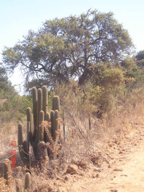 Foto de VILLA ALEMANA, Chile