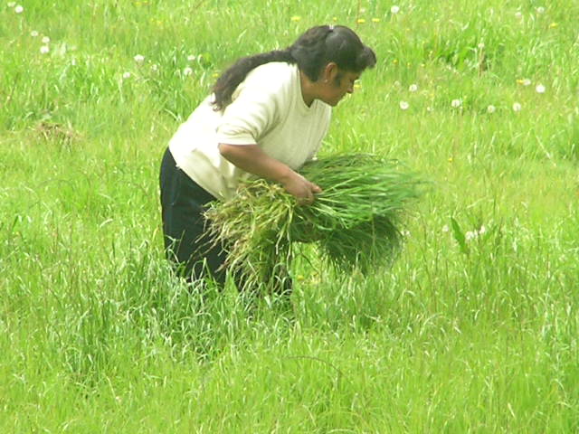 Foto de CUTERVO, Perú