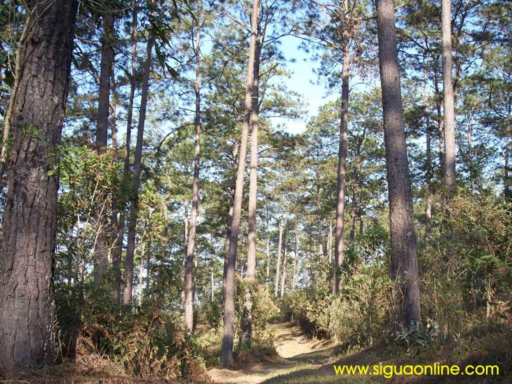 Foto de Calanterique, Honduras