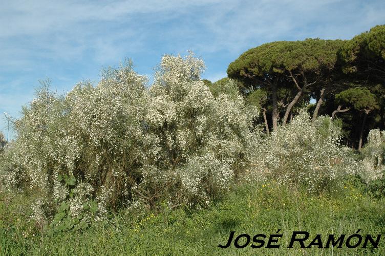 Foto de El Puerto de Santa María (Cádiz), España
