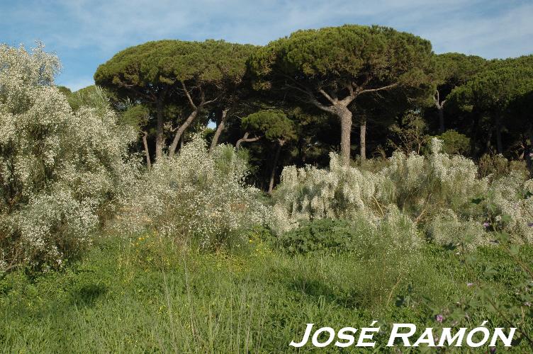 Foto de El Puerto de Santa María (Cádiz), España