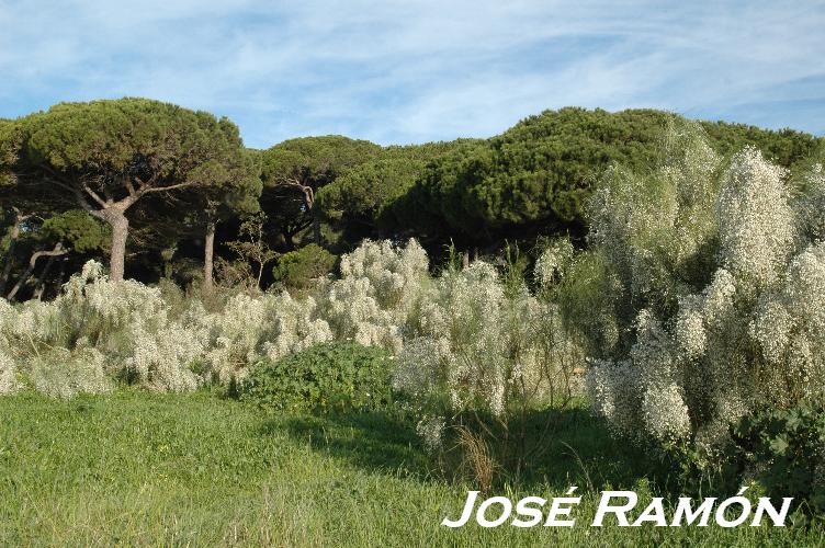 Foto de El Puerto de Santa María (Cádiz), España