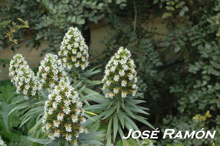 Foto de Jerez  de la Frontera (Cádiz), España