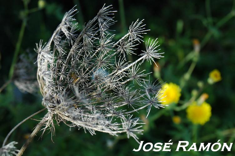 Foto de Jerez  de la Frontera (Cádiz), España