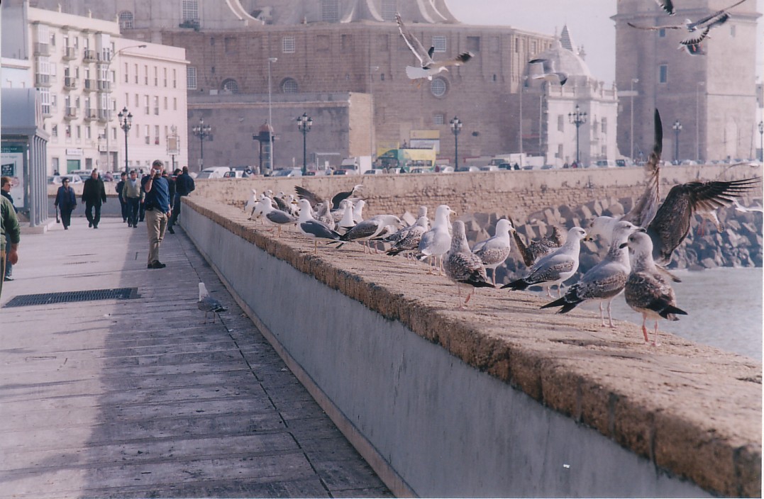 Foto de Cádiz (Andalucía), España