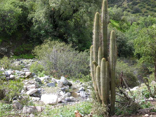 Foto de Til Til, Chile