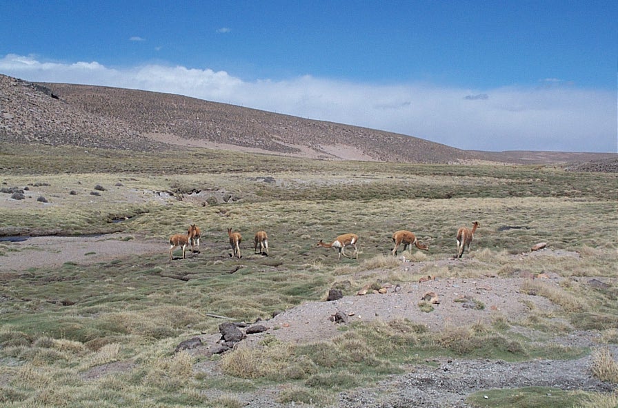 Foto de Altiplano, Chile