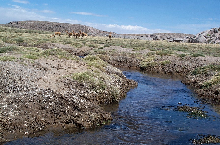 Foto de Altiplano, Chile
