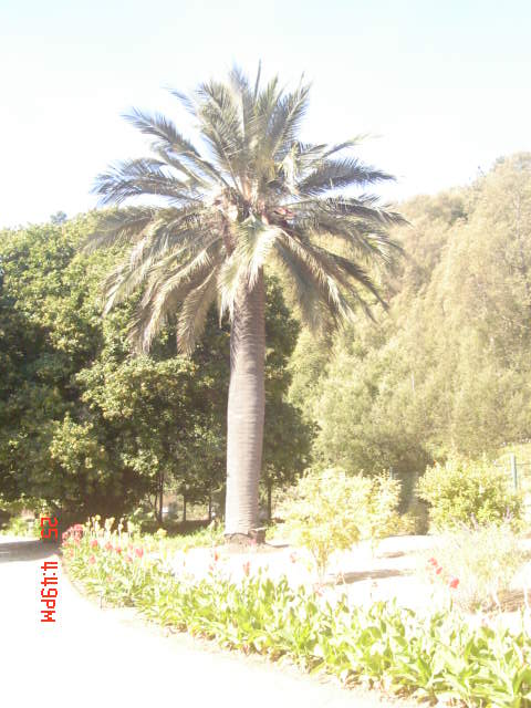 Foto de VIÑA DEL MAR, Chile