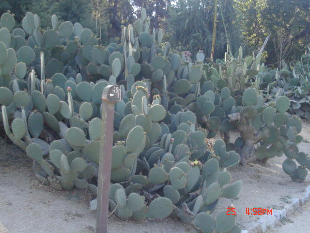 Foto de VIÑA DEL MAR, Chile
