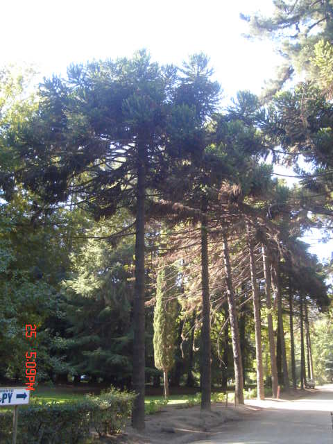 Foto de VIÑA DEL MAR, Chile