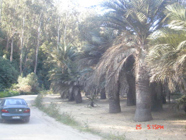 Foto de VIÑA DEL MAR, Chile