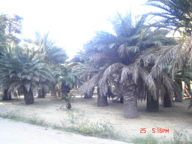 Foto de VIÑA DEL MAR, Chile