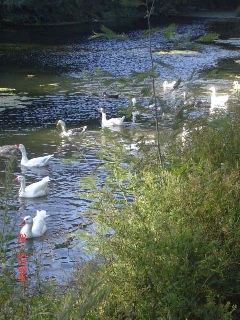 Foto de VIÑA DEL MAR, Chile