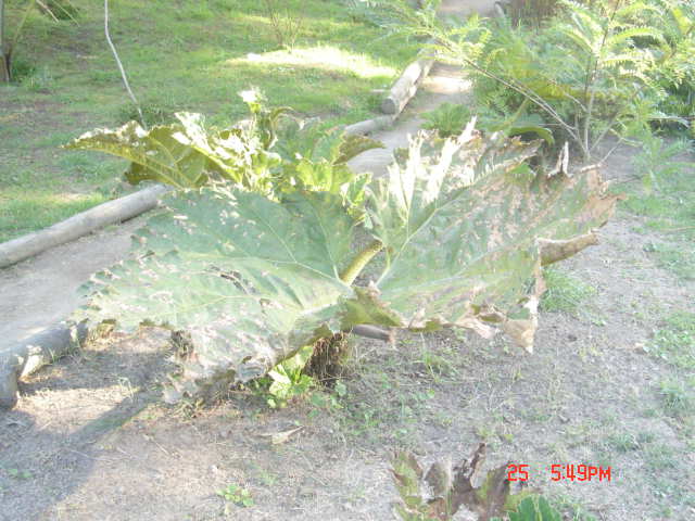 Foto de VIÑA DEL MAR, Chile