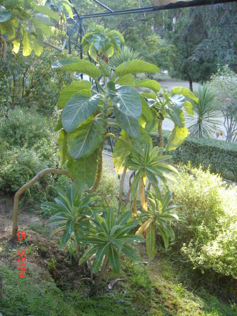 Foto de VIÑA DEL MAR, Chile