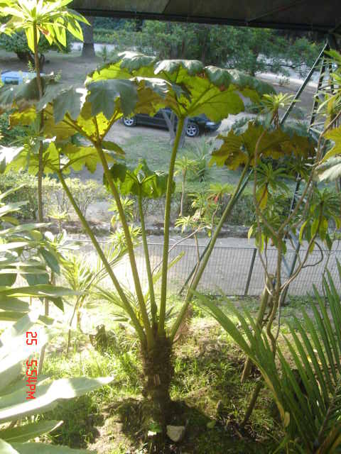 Foto de VIÑA DEL MAR, Chile