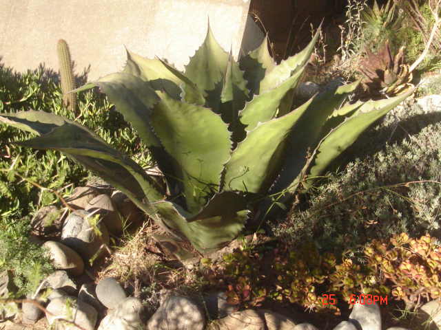 Foto de VIÑA DEL MAR, Chile