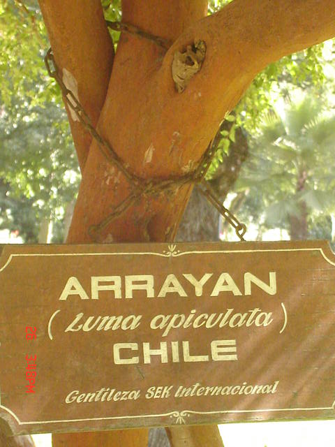 Foto de VIÑA DEL MAR, Chile