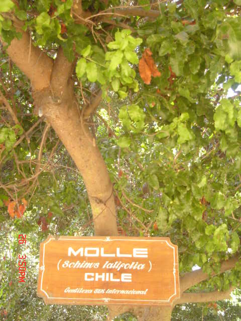 Foto de VIÑA DEL MAR, Chile