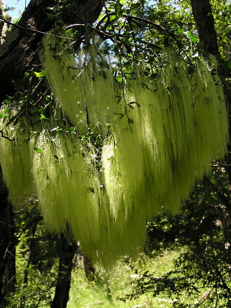 Foto de Lago Queñi, Argentina