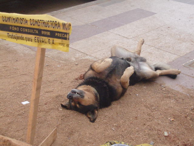 Foto de VIÑA DEL MAR, Chile