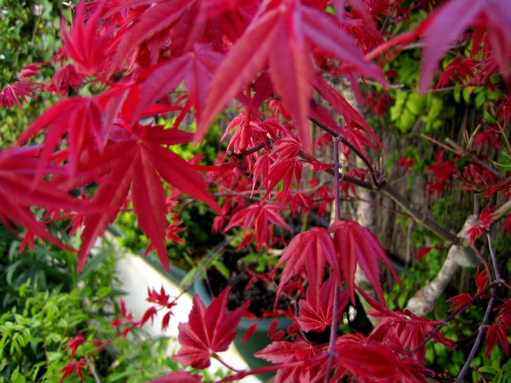 Foto de Madrid (Comunidad de Madrid), España
