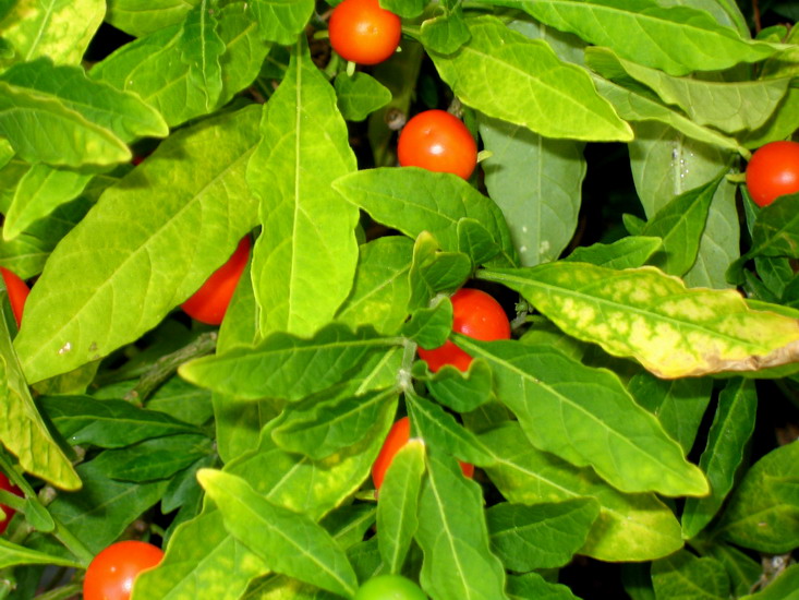 Foto de Madrid (Comunidad de Madrid), España