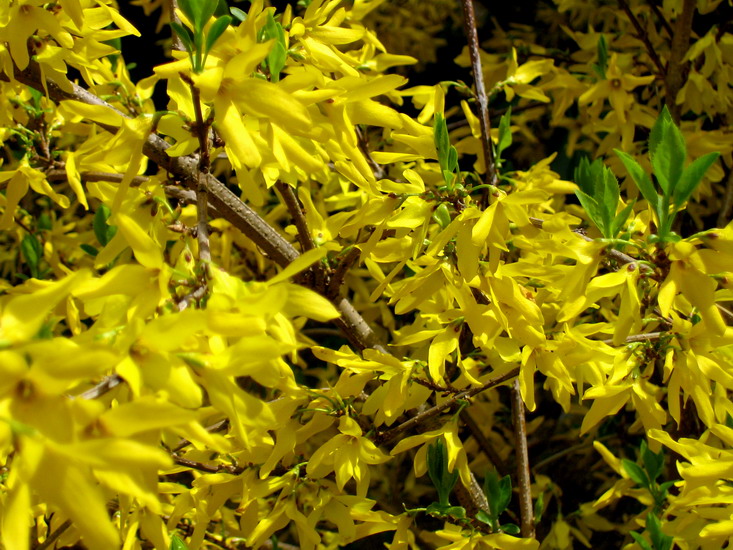 Foto de Madrid (Comunidad de Madrid), España