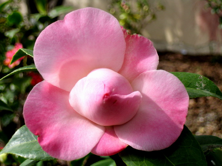 Foto de Madrid (Comunidad de Madrid), España