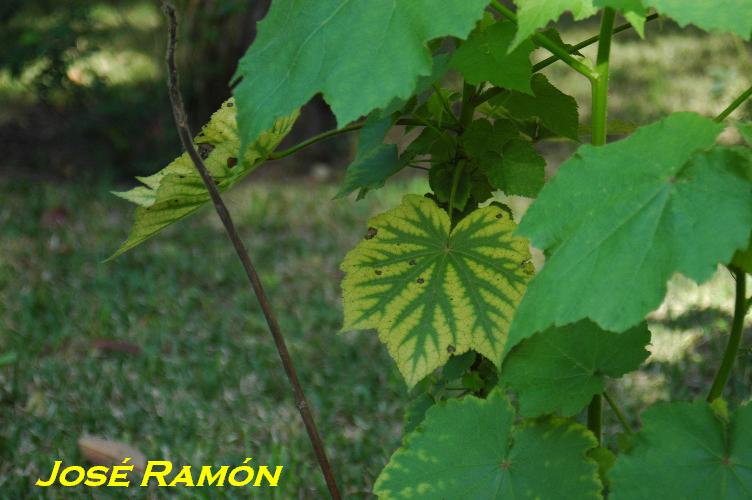 Foto de Jerez  de la Frontera (Cádiz), España
