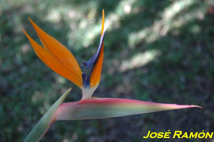 Foto de Jerez  de la Frontera (Cádiz), España