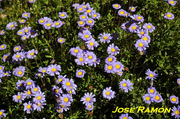 Foto de Jerez  de la Frontera (Cádiz), España