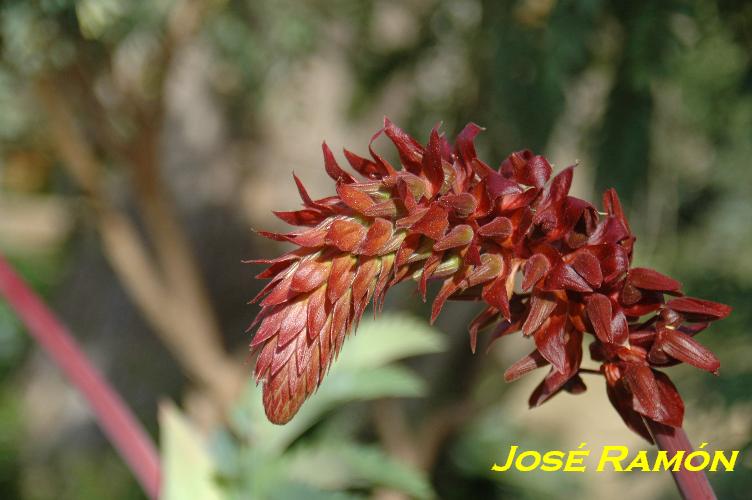 Foto de Jerez  de la Frontera (Cádiz), España