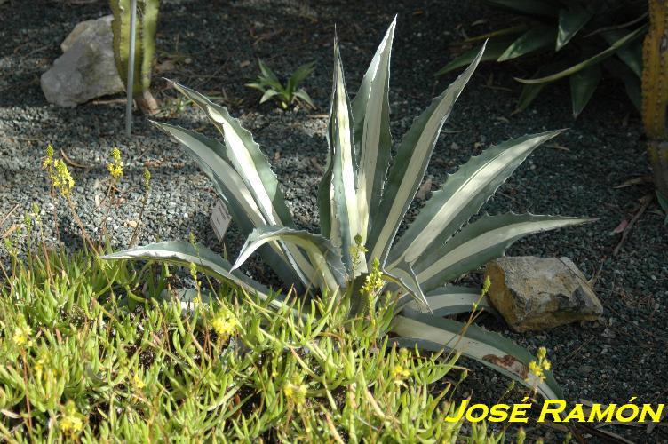 Foto de Jerez  de la Frontera (Cádiz), España