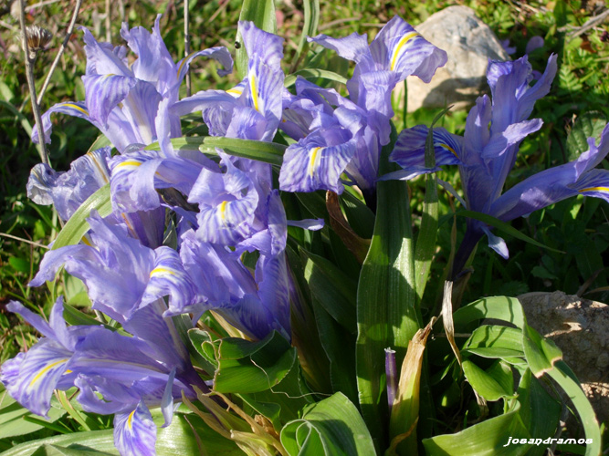 Foto de Coripe (Sevilla), España