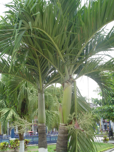 Foto de Iquitos, Perú