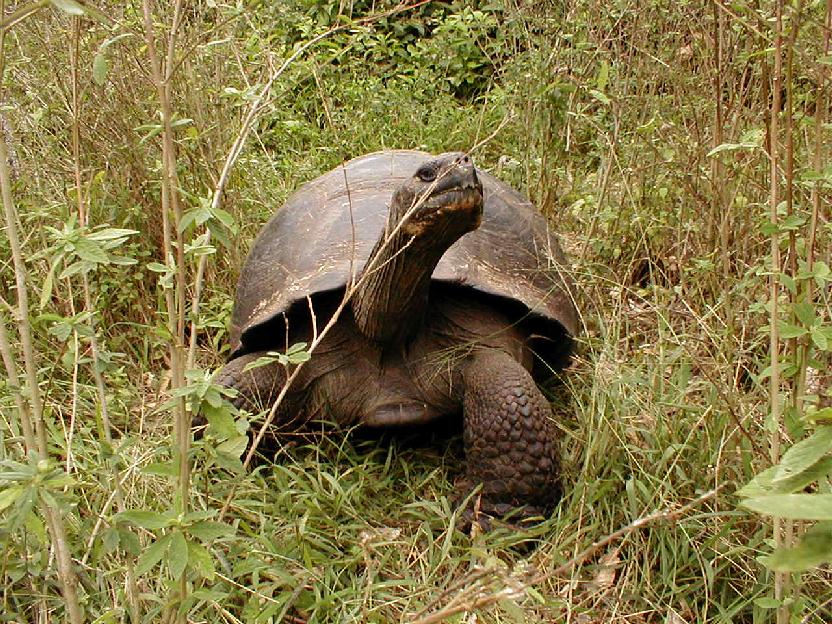Foto de Islas Galapagos, Ecuador