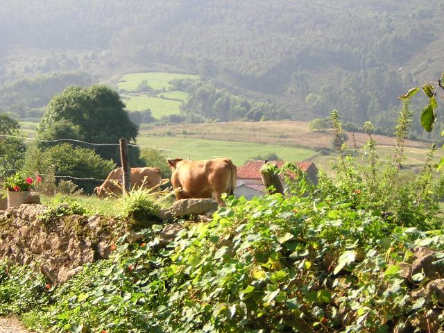Foto de Noriega (Asturias), España