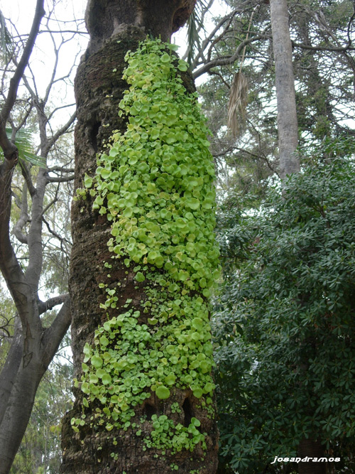 Foto de Sevilla (Andalucía), España