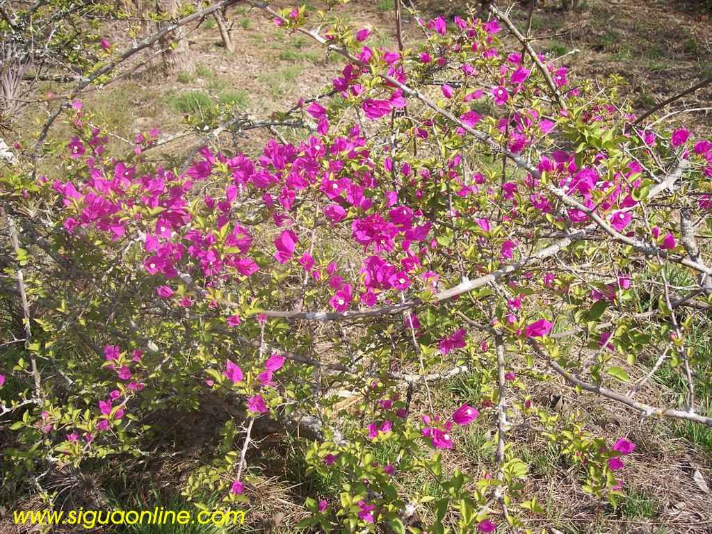 Foto de Siguatepeque, Honduras