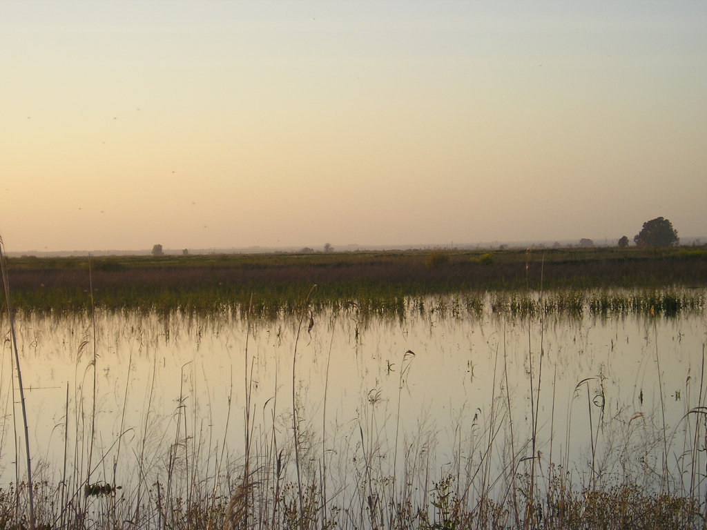 Foto de Marismas del Guadalquivir, España