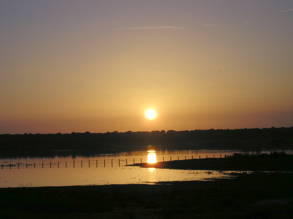 Foto de Marismas del Guadalquivir, España