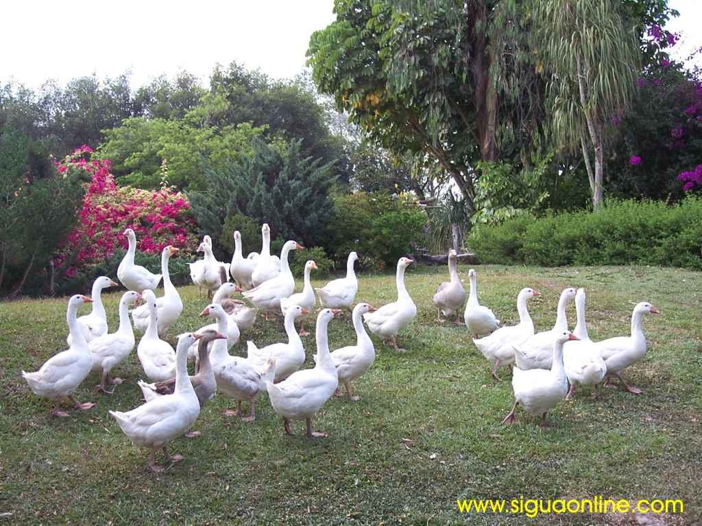 Foto de Siguatepeque, Honduras