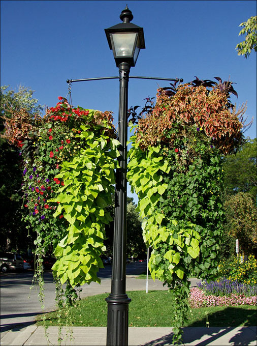 Foto de Niágara Lake, Canadá