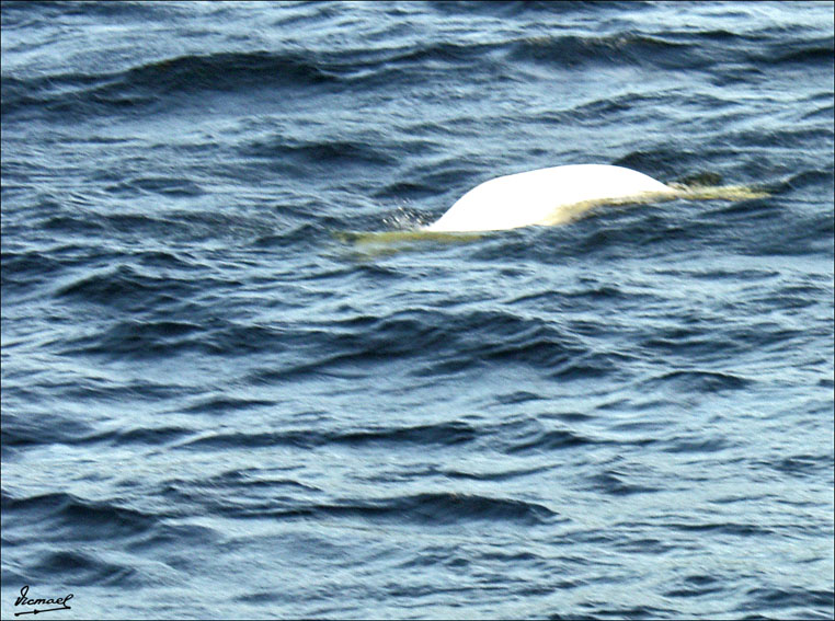 Foto de Charlevoix, Canadá